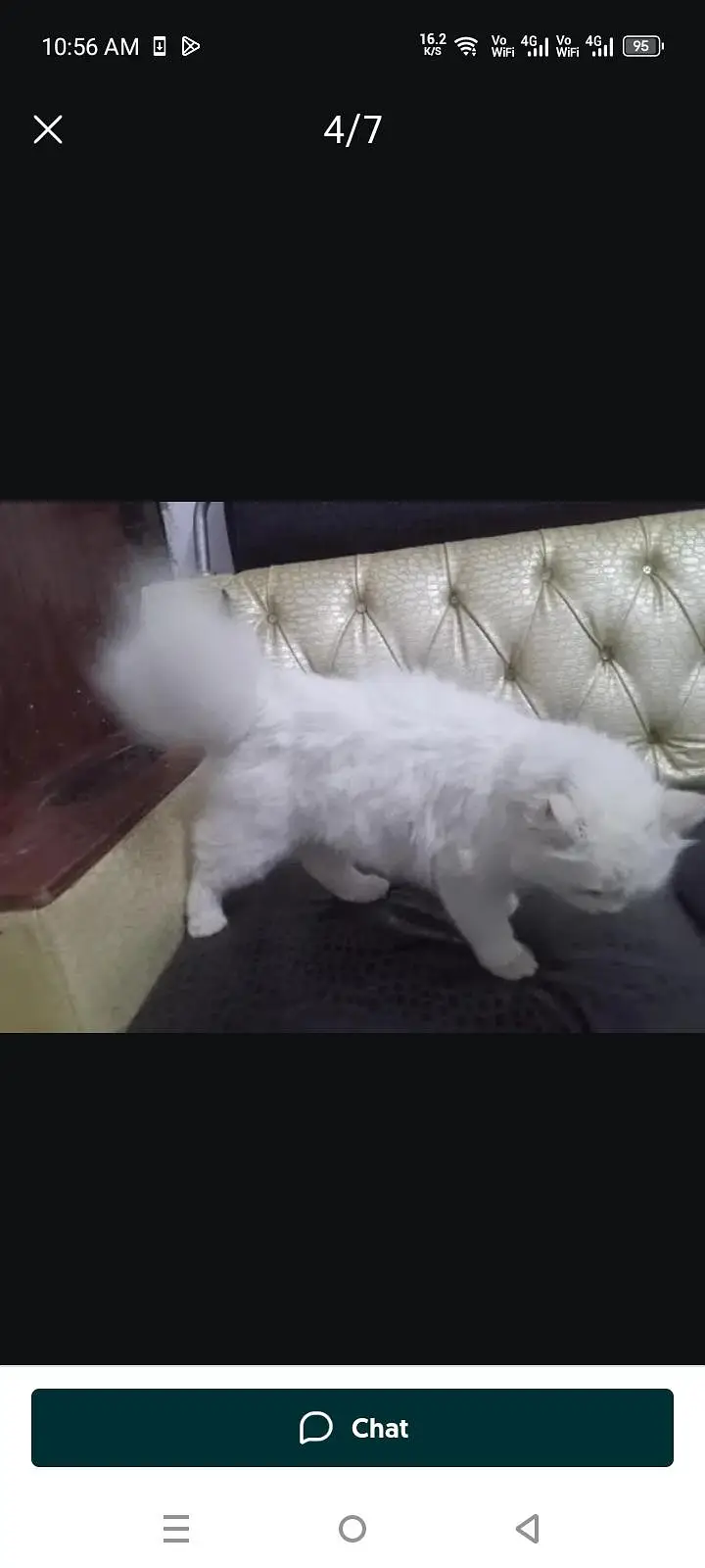 Persian Cat Friendly — photo 5