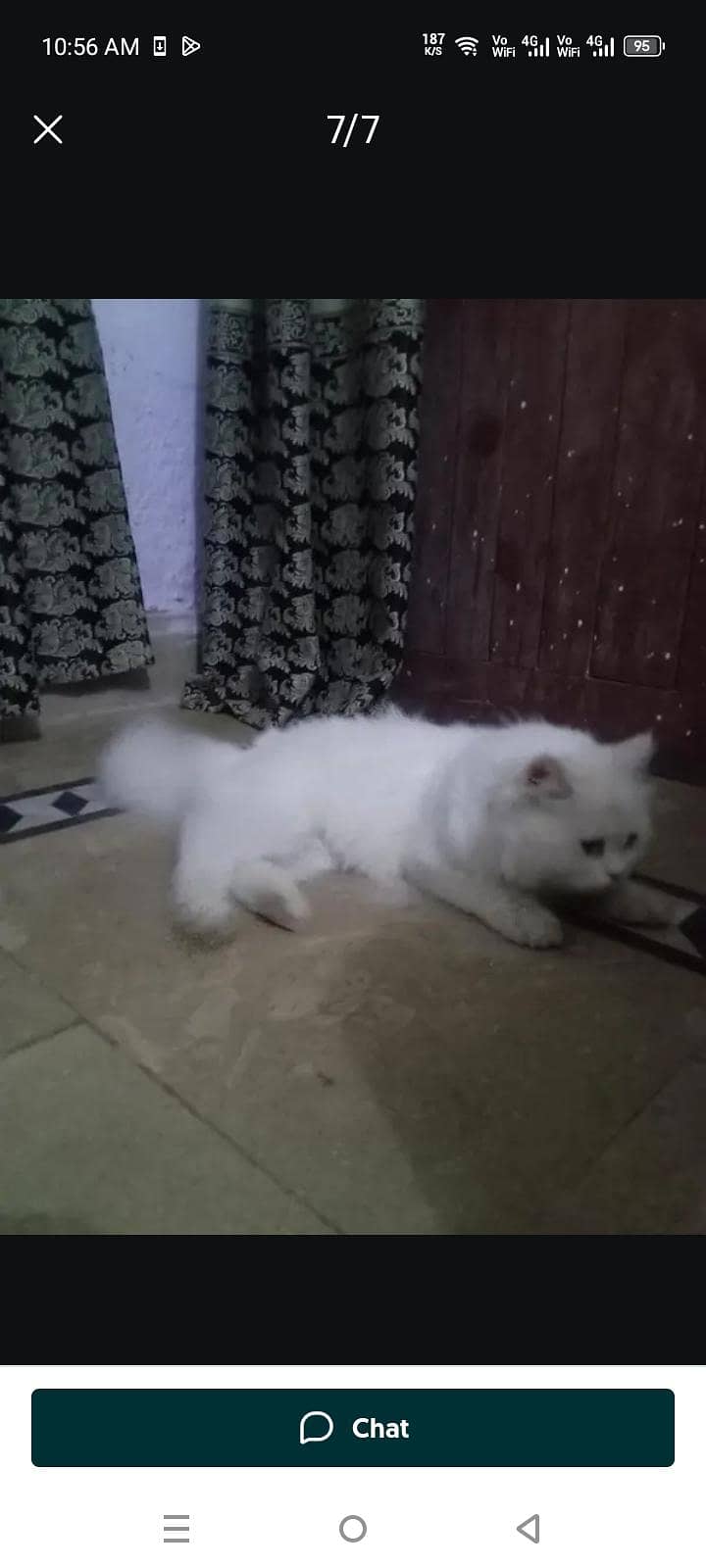 Persian Cat Friendly 5