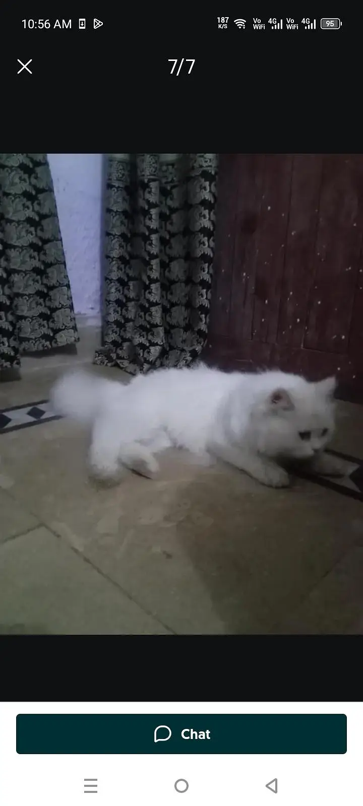Persian Cat Friendly — photo 6