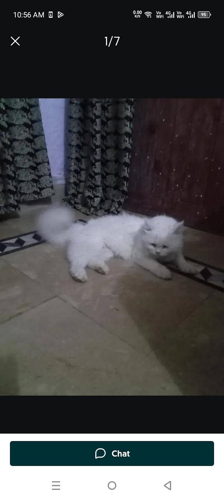 Persian Cat Friendly 6