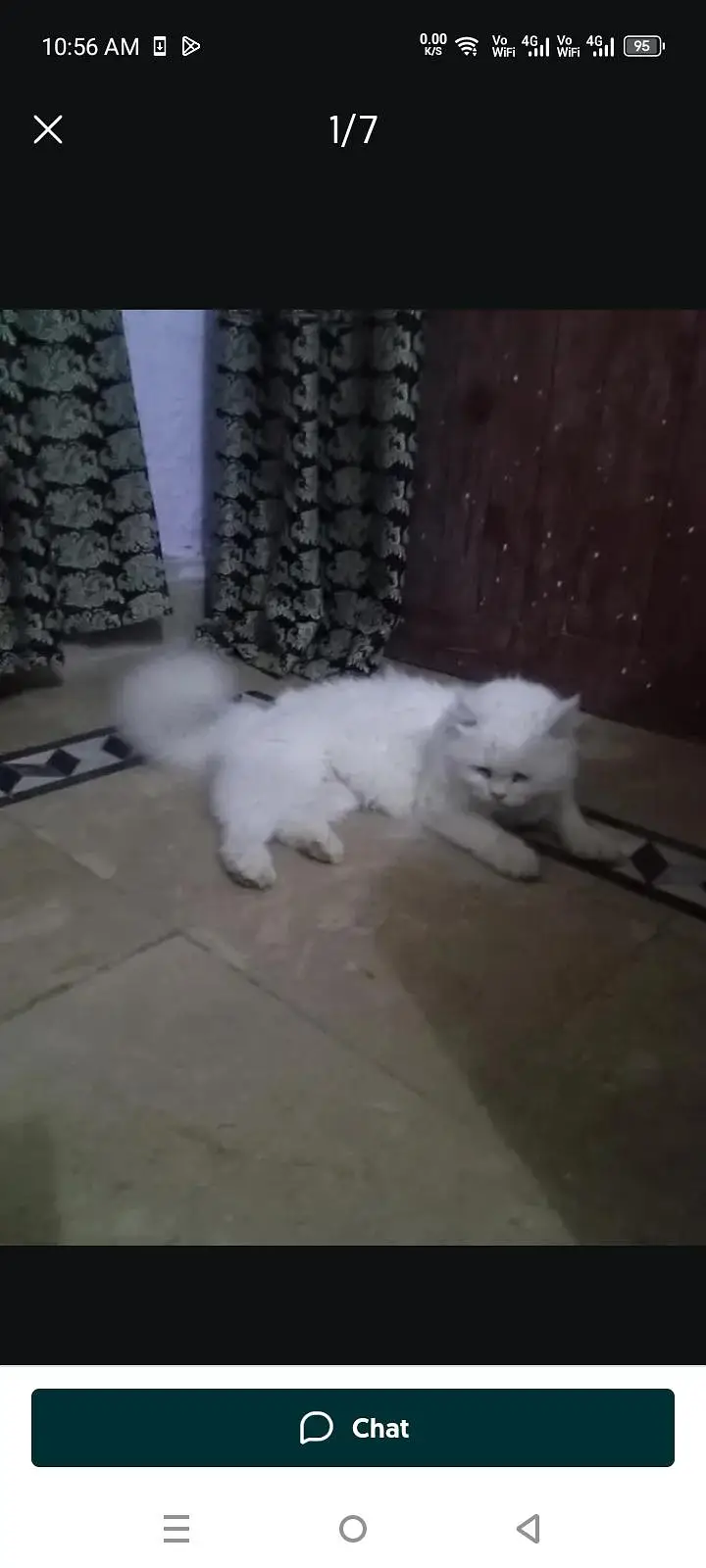 Persian Cat Friendly — photo 7