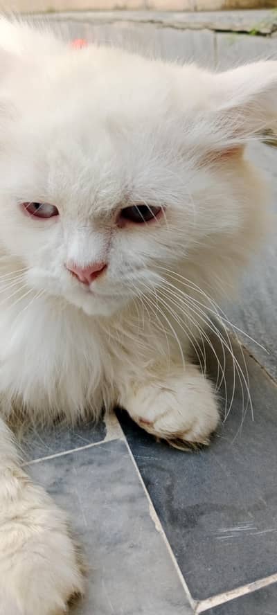 white Persian male cat