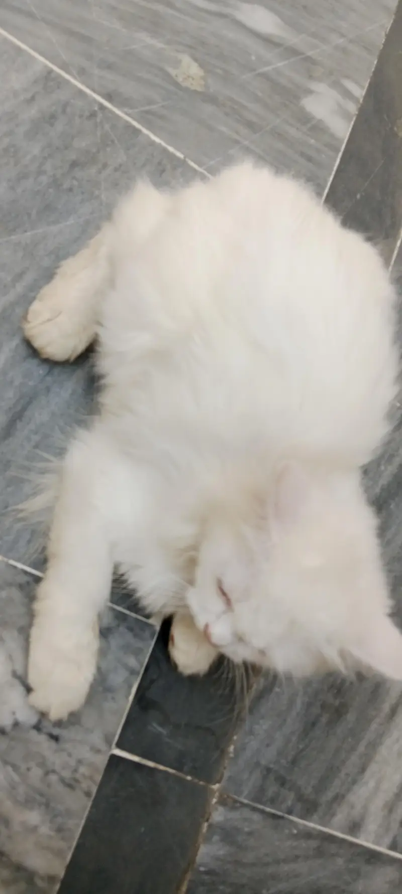 white Persian male cat — photo 2