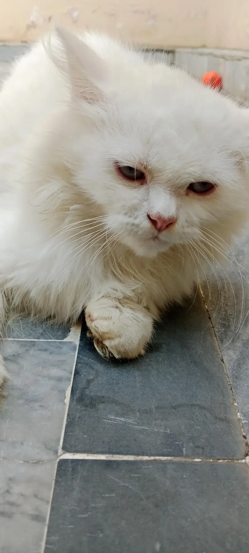 white Persian male cat — photo 3