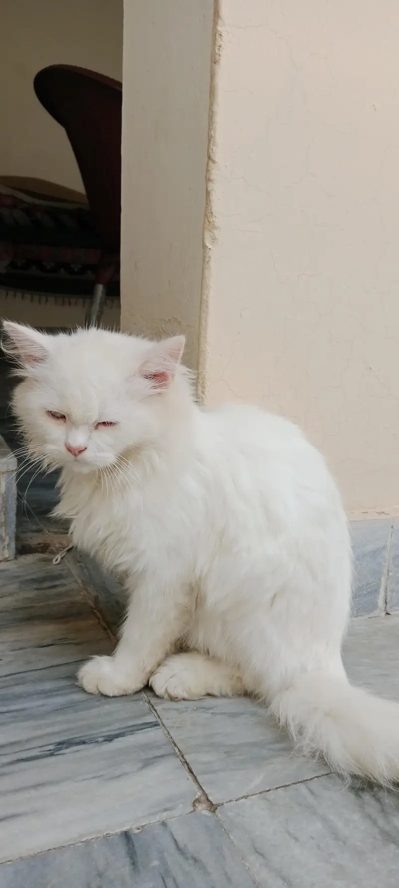 white Persian male cat — photo 4