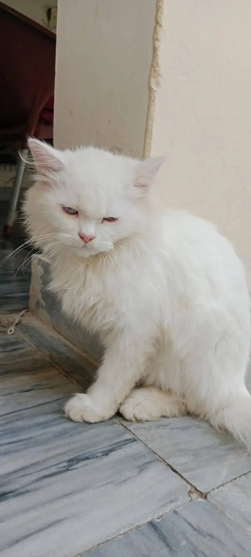 white Persian male cat — photo 5