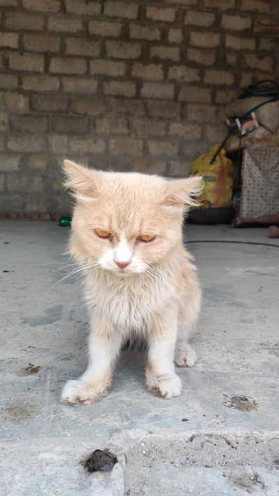 Cato Cato