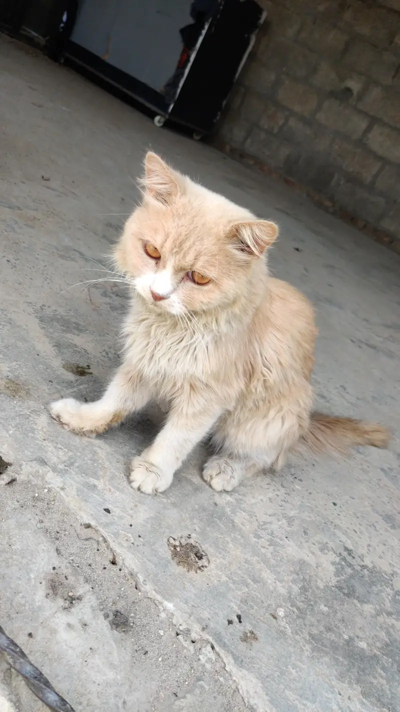 Cato Cato — photo 2