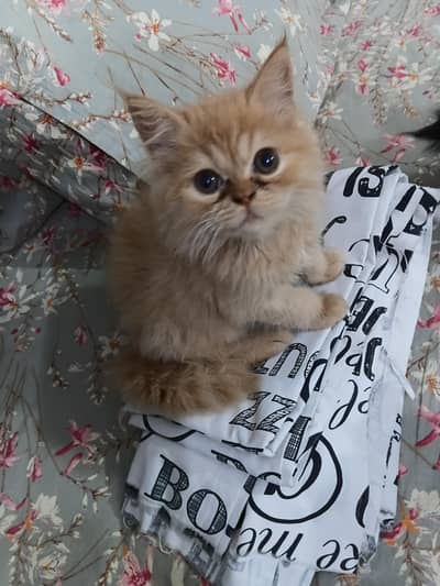13000 Of 1 Kitten. 3 Persian Kittens.