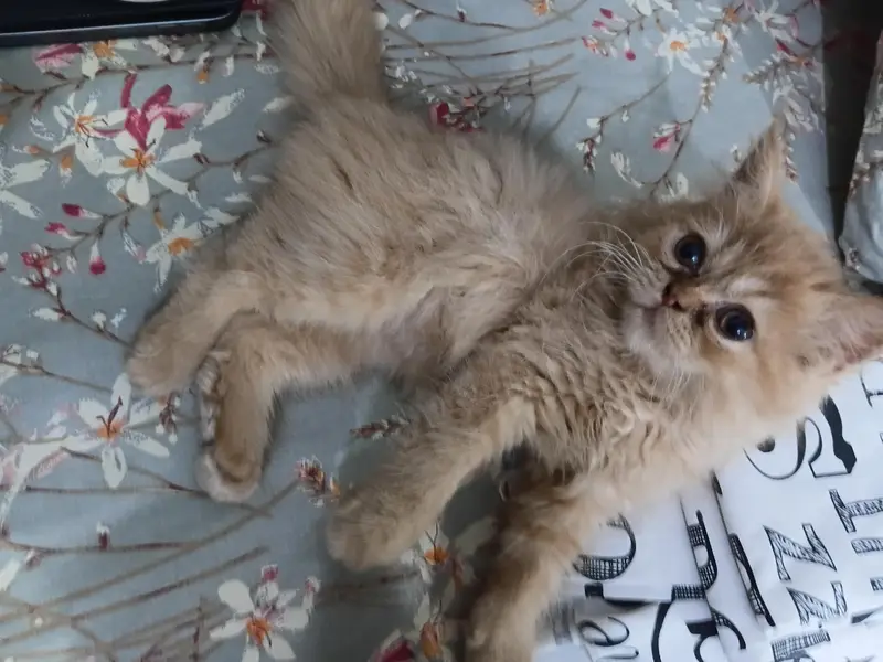 13000 Of 1 Kitten. 3 Persian Kittens. — photo 2