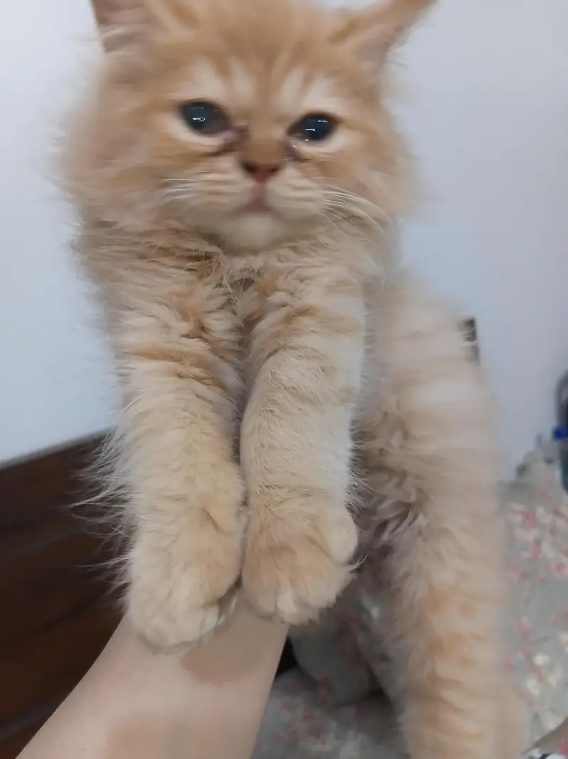 13000 Of 1 Kitten. 3 Persian Kittens. — photo 3