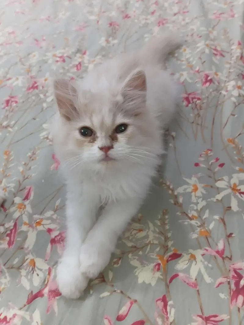13000 Of 1 Kitten. 3 Persian Kittens. — photo 4