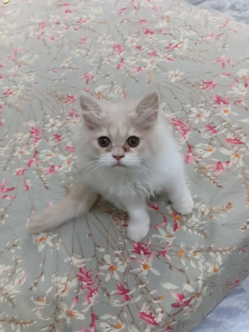 13000 Of 1 Kitten. 3 Persian Kittens. — photo 5