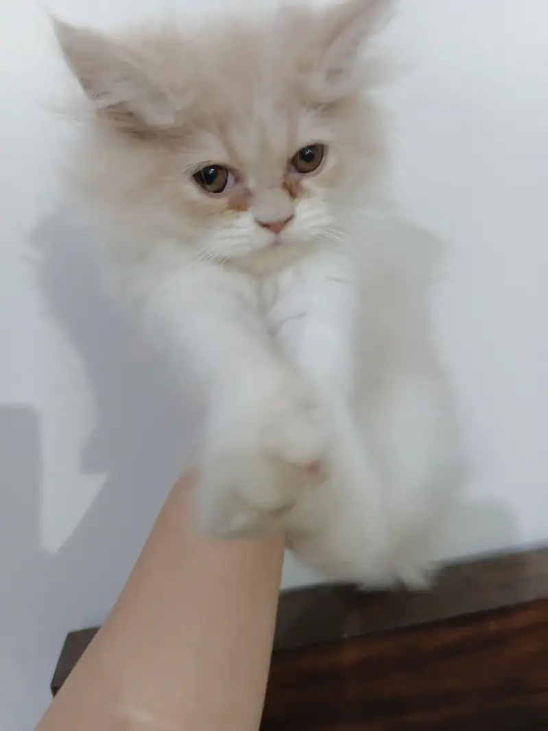 13000 Of 1 Kitten. 3 Persian Kittens. — photo 6