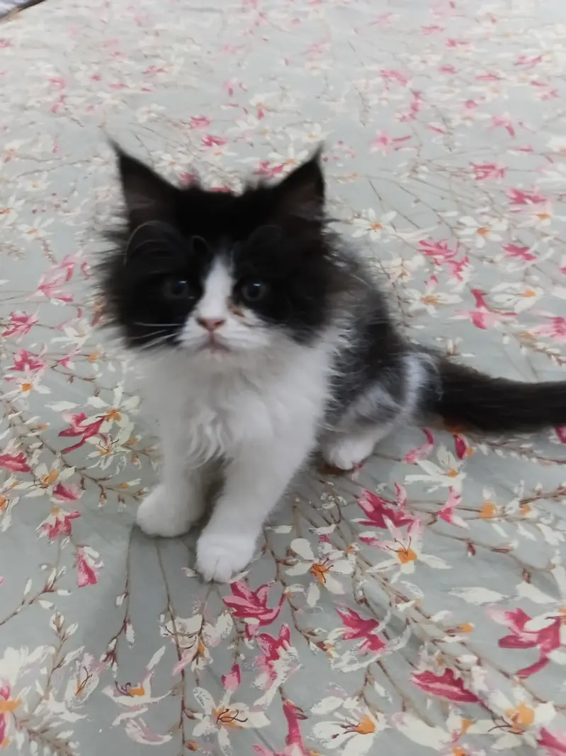 13000 Of 1 Kitten. 3 Persian Kittens. — photo 7