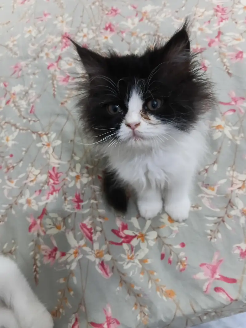 13000 Of 1 Kitten. 3 Persian Kittens. — photo 8