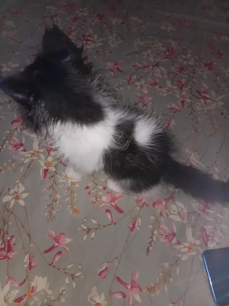 13000 Of 1 Kitten. 3 Persian Kittens. — photo 9