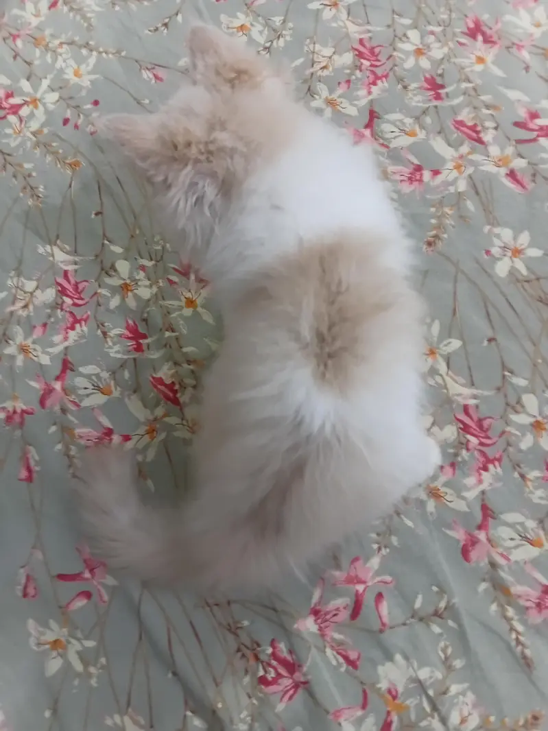 13000 Of 1 Kitten. 3 Persian Kittens. — photo 10