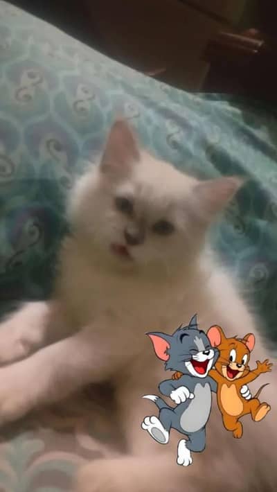 kittens