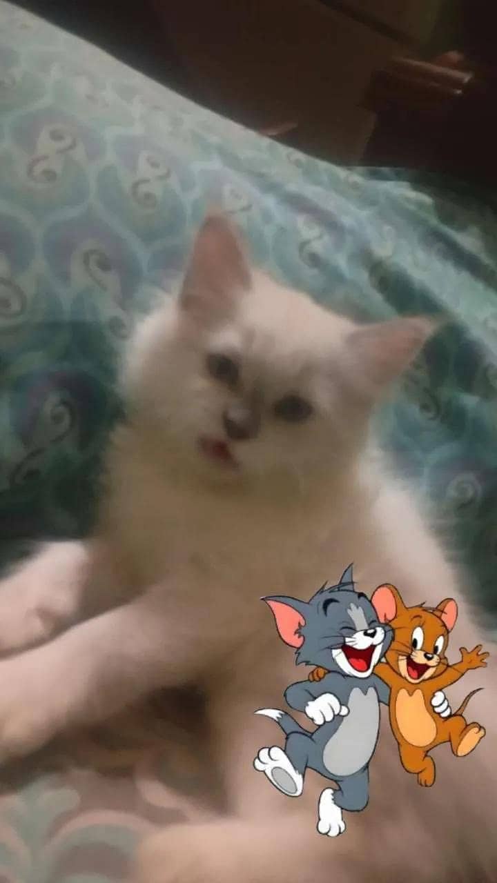 kittens 0