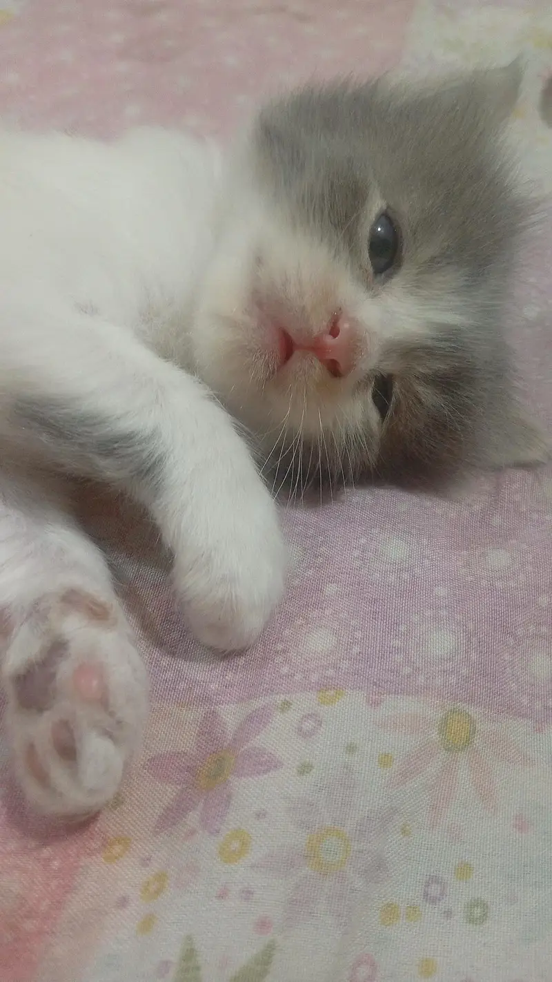 kittens — photo 2