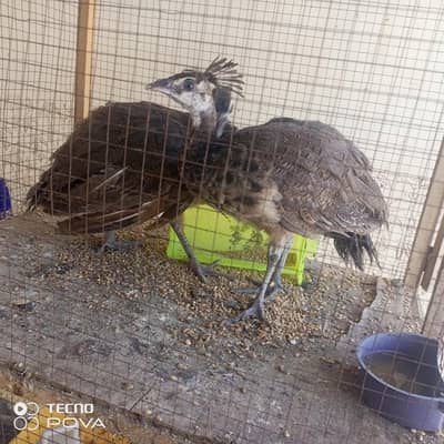 olx pr sab sy sasty mor ky bachy hn 3month ky per pice#6500