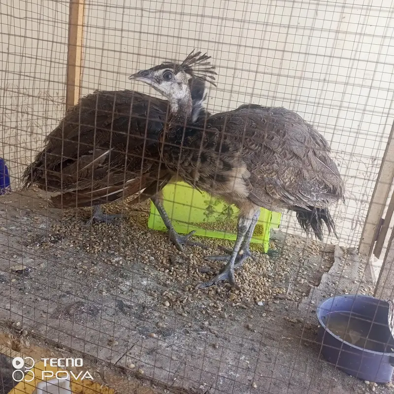 olx pr sab sy sasty mor ky bachy hn 3month ky per pice#6500
