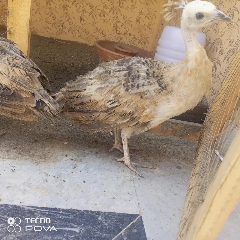olx pr sab sy sasty mor ky bachy hn 3month ky per pice#6500 — photo 5
