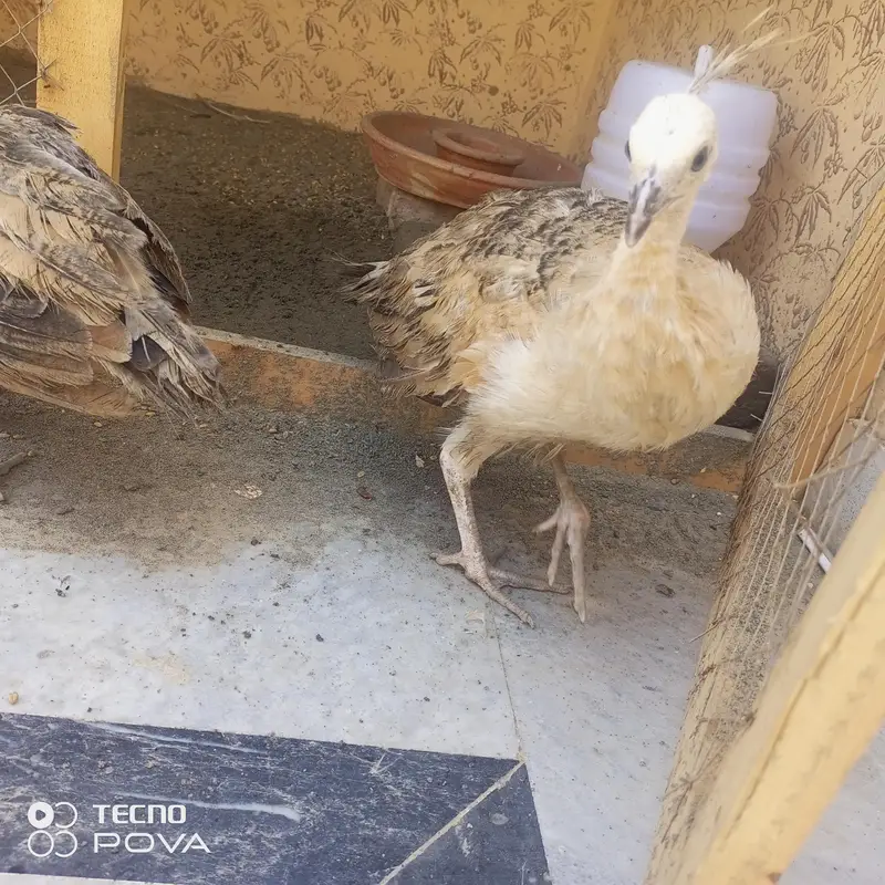 olx pr sab sy sasty mor ky bachy hn 3month ky per pice#6500 — photo 6