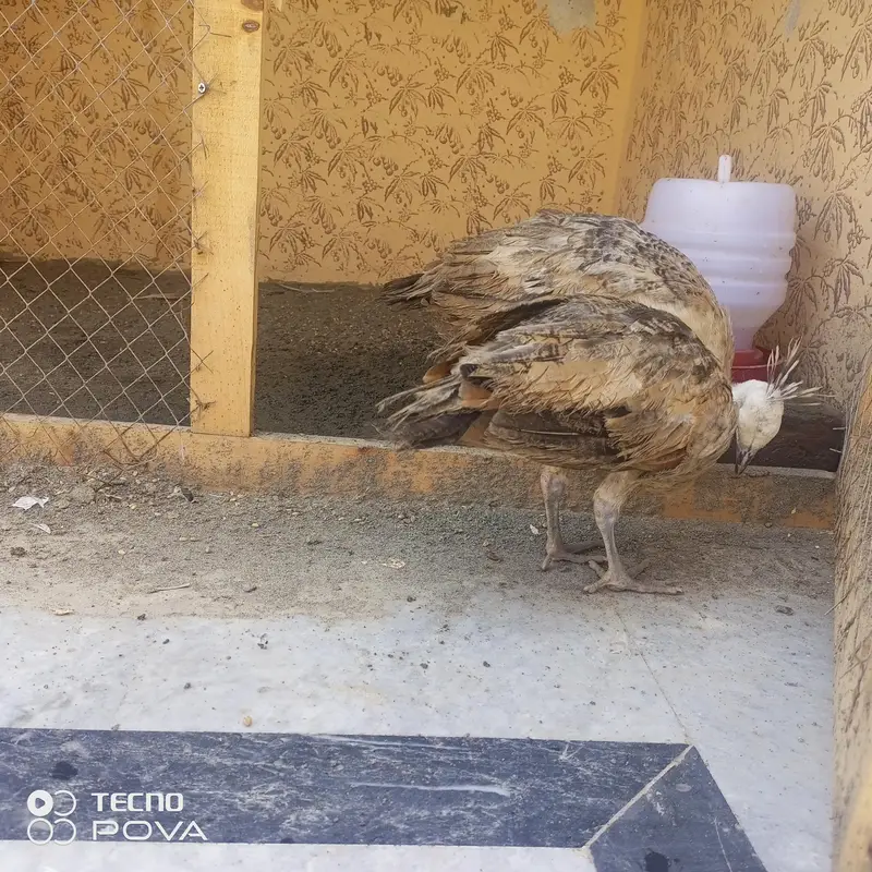 olx pr sab sy sasty mor ky bachy hn 3month ky per pice#6500 — photo 7