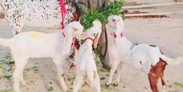 Makkah Chini Bakri Our 3 Bacchon Ka Sath Urgent For Sale/ 03242703715