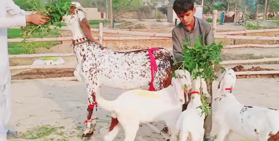 Makkah Chini Bakri Our 3 Bacchon Ka Sath Urgent For Sale/ 03242703715 — photo 2