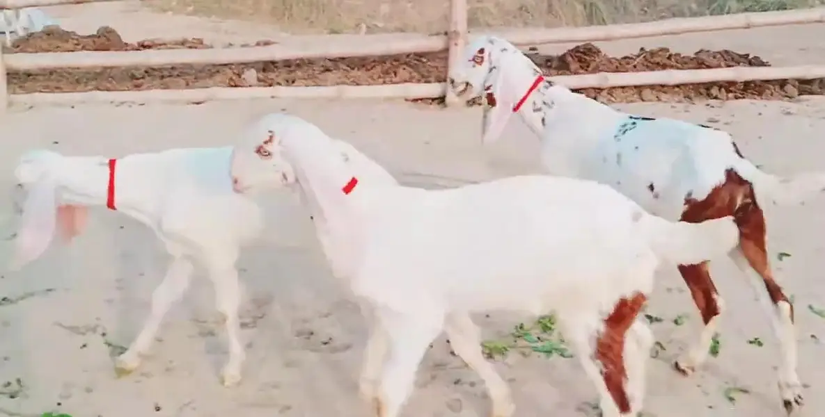 Makkah Chini Bakri Our 3 Bacchon Ka Sath Urgent For Sale/ 03242703715 — photo 4