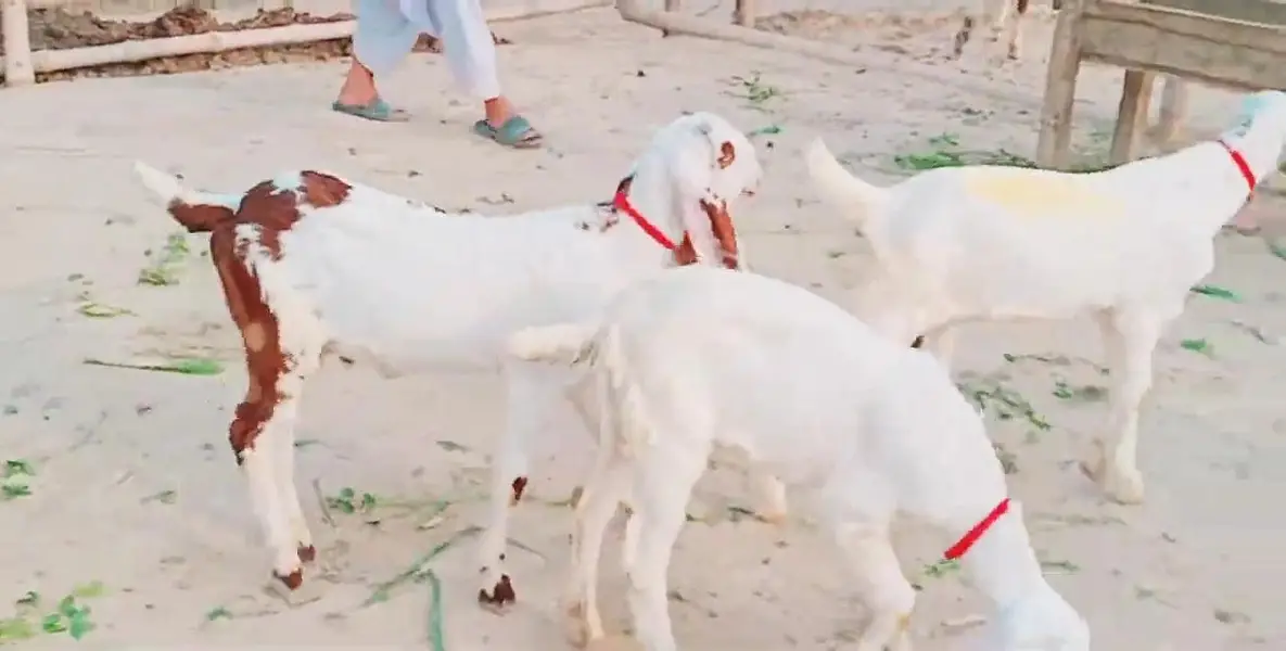 Makkah Chini Bakri Our 3 Bacchon Ka Sath Urgent For Sale/ 03242703715 — photo 5
