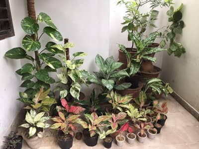 Beautiful Indoor Plants Collection – Complete Setup