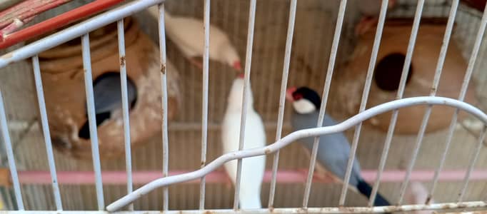 JAWA BIRDS FOR SALE