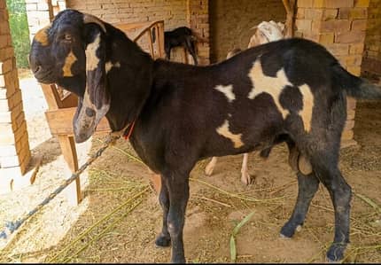 Bakra  sale