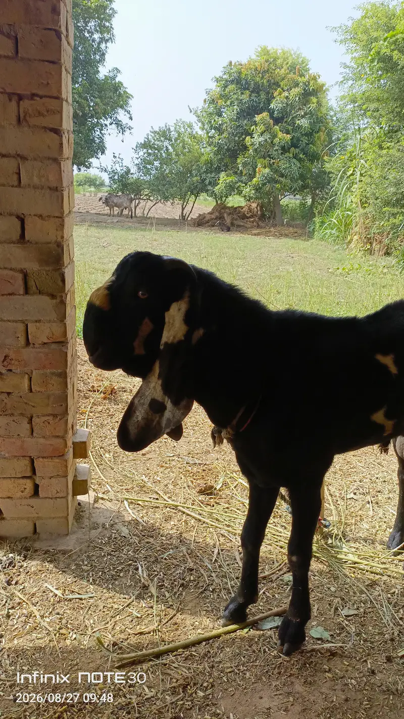 Bakra  sale — photo 2