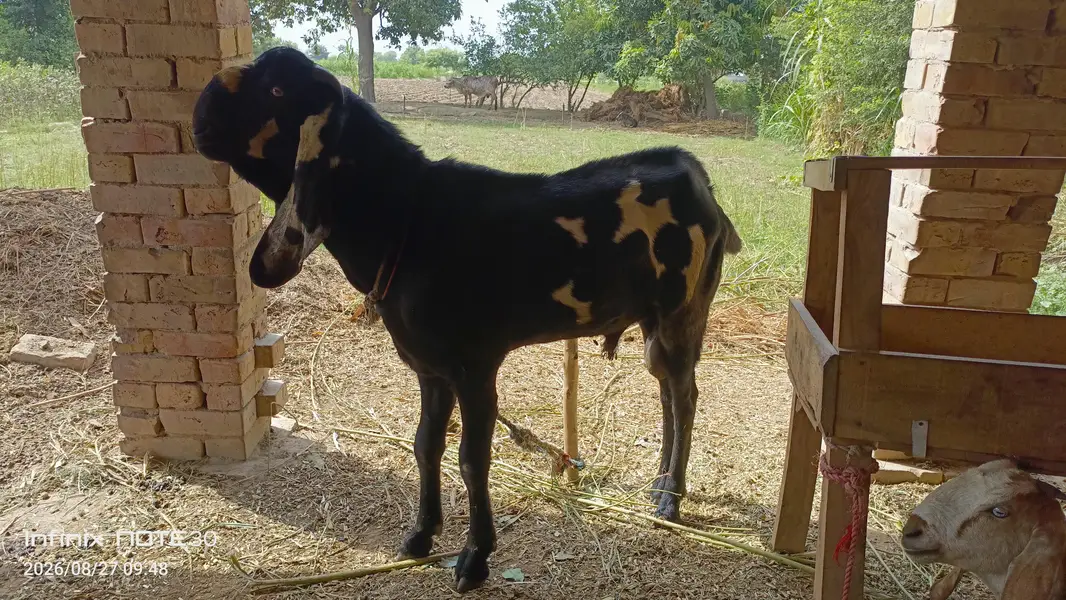 Bakra  sale — photo 3