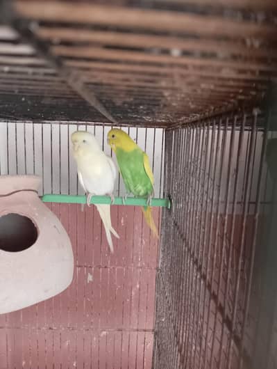 budgies breeder pair