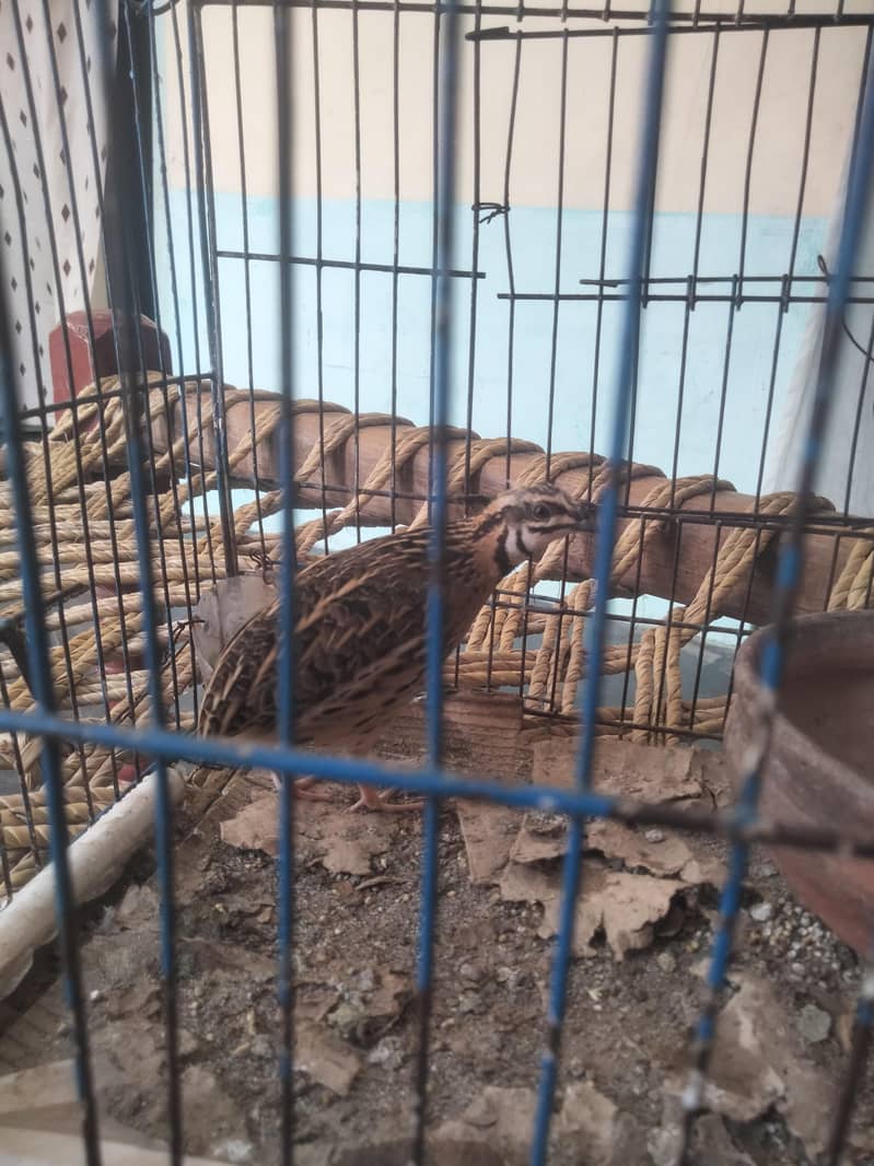 بولنے والا بٹیر ہے چیڑنگا 0