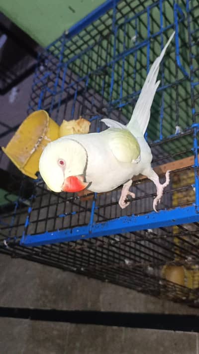 cremino ring neck male
