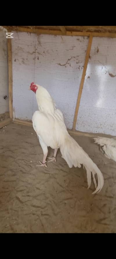 Hera Chicks Top Quality
