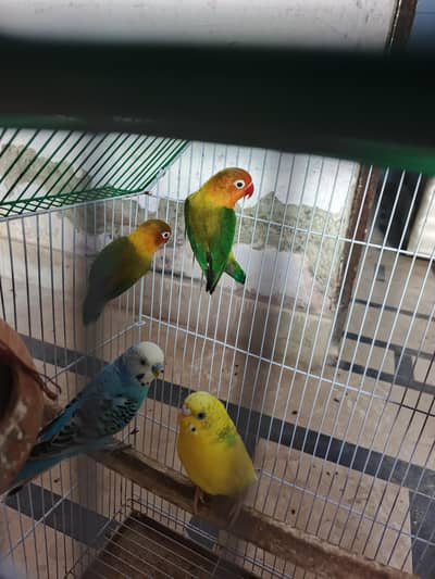 love birds