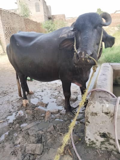 خوبصورت اور موٹی نیلی نسل کی بھینس برائے فروخت whatsap 03070371586