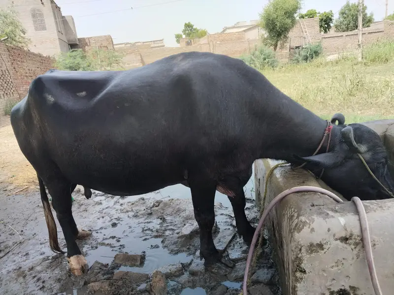 خوبصورت اور موٹی نیلی نسل کی بھینس برائے فروخت whatsap 03070371586 — photo 2
