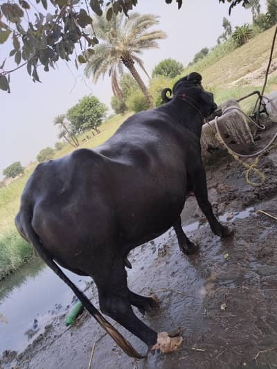 خوبصورت اور موٹی نیلی نسل کی بھینس برائے فروخت whatsap 03070371586