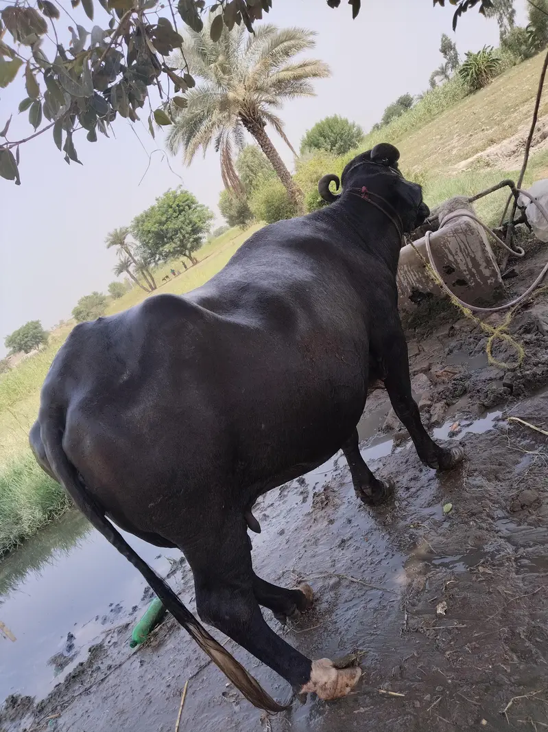 خوبصورت اور موٹی نیلی نسل کی بھینس برائے فروخت whatsap 03070371586 — photo 3