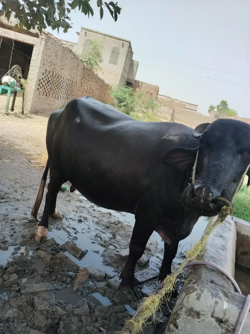 خوبصورت اور موٹی نیلی نسل کی بھینس برائے فروخت whatsap 03070371586 — photo 4