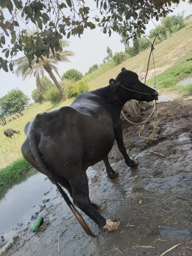 خوبصورت اور موٹی نیلی نسل کی بھینس برائے فروخت whatsap 03070371586 — photo 5